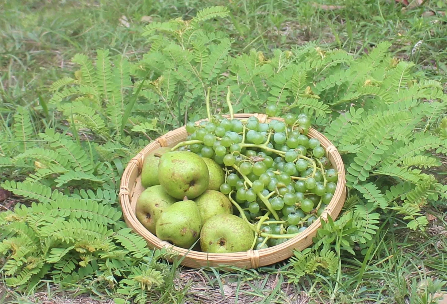 Elegant bamboo round fruit tray