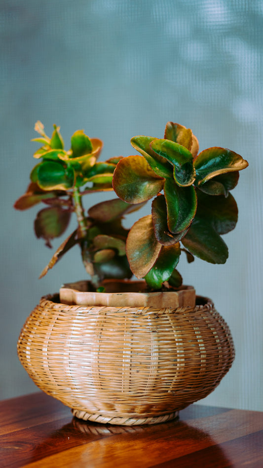 Ringal decorative basket/ planter